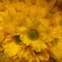 گل داودی عمده|گل و گیاه طبیعی|ری, بازار گل خاوران|دیوار