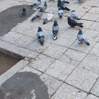 کبوتر|پرنده|قهدریجان, |دیوار