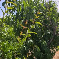 باغ و باغچه با دیوار و در باغ ۳۰ ساله با انشعابات|فروش زمین و ملک کلنگی|شهریار, شهریار|دیوار
