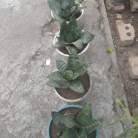 گل های زیبا
