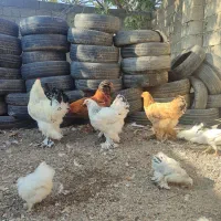 مرغ و خروس برهما وارداتی غول پیکر|حیوانات مزرعه|رامیان, |دیوار