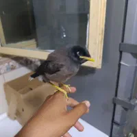 جوجه مینا کاملا دستی و رام