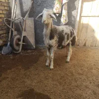 فروش بره نر پلنگی