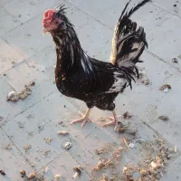 مرغ و خروس گلین لری|حیوانات مزرعه|میبد, |دیوار