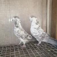 کبوتر.پرشی|پرنده|خمینیشهر, |دیوار