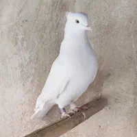 کفتر کبوتر گرفتنی سرور چاپی کاکلی پاپر شازده سرور|پرنده|تهران, دولاب|دیوار