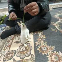 خرگوش خانگی