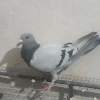 سبز ماده خودمونی وماده سرک کلاغ سرخ