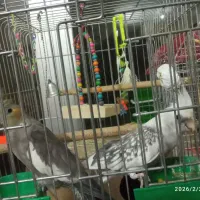 فروش عروس هلندی نروماده با تخم گذاری