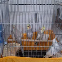 عروس هلندی