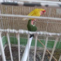 یه جفت کوتوله|پرنده|آران و بیدگل, |دیوار