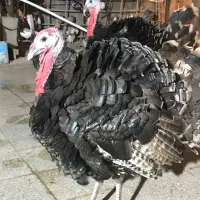 باقلمون دوتا نر دوتا ماده ،6ماهه