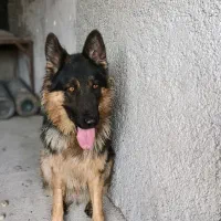 ژرمن شپهرد|سگ|احمدآبادمستوفی, |دیوار