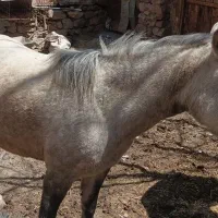 کره مادیان دو سال و نیم .
