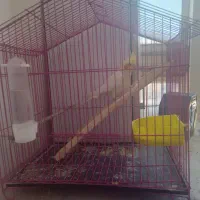 عروس هلندی نر