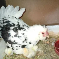 مرغ وخروس گلین