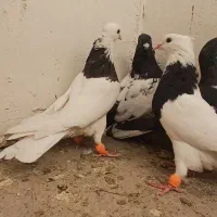 کبوترکفتر|پرنده|مشهد, آزادشهر|دیوار