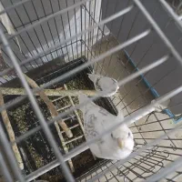 فروش دو جفت عروس هلندی پروانه ای|پرنده|بناب, |دیوار