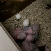 جفت مولد ملنگو به شرط