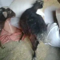 یک عدد گوسفند جوان ۱ساله قوچ خورده|حیوانات مزرعه|گلی داغ, |دیوار