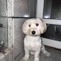 سگ گمشده یا دزدیده شده|حیوانات|قزوین, |دیوار