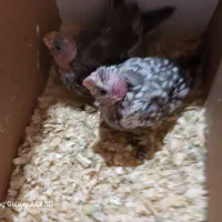 جوجه عروس سرلاکی|پرنده|سراوان, |دیوار