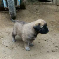 توله سگ سرابی مخصوص نگهبانی