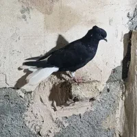 کبوتر سیاه دم سفید