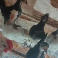 نیمچه مرغ گلین زیبا اصیل ۳.۵ ماهه|حیوانات مزرعه|کوه چنار, |دیوار