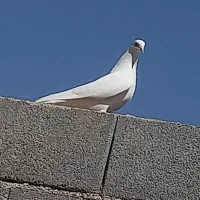 کبوتر‌  زمینی‌ و هوایی