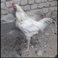 خروس لاری