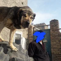 واگذاری سگ پژدر نر