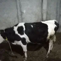 گاو آبستن ۴۵ روز مونده به زایمان