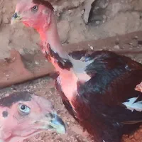 خروس لاری کمیاب نژاد ماداگاسکار|حیوانات مزرعه|تهران, ایرانشهر|دیوار