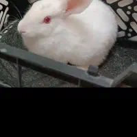 خرگوش