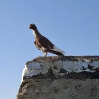 دورگ|پرنده|بندر ماهشهر, |دیوار