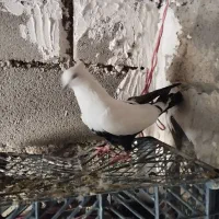 کبوتر ماده دمی|پرنده|شیروان (لرستان), |دیوار