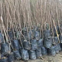 فروش مستقیم نهال انگور انار و انجیر