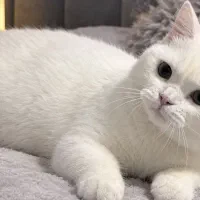 گربه نر آماده جفتگیری
