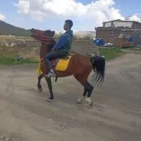 اسب اخته