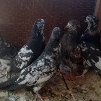 کبوتر پرشی