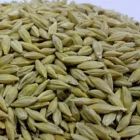 جو محلی