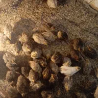 بلدرچین|حیوانات مزرعه|زابل, |دیوار