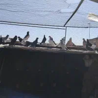 کفتر کبوتر|پرنده|مشهد, شهید جنگی|دیوار