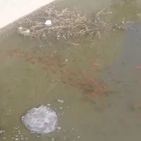 فروش ماهی|ماهی|میانه, |دیوار