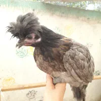 زینتی، گلین، لهستانی بلو، برهما|حیوانات مزرعه|رودسر, |دیوار