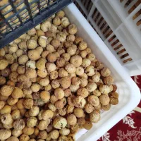 انجیر