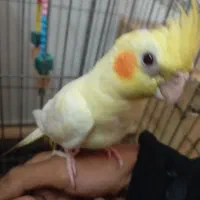 طوطی عروس دستی ماده|پرنده|بابل, |دیوار