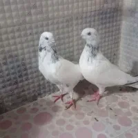 تهرانی خالسبز و کرمانی