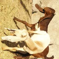 دوتا بزغاله ماده پاکستانی اصل